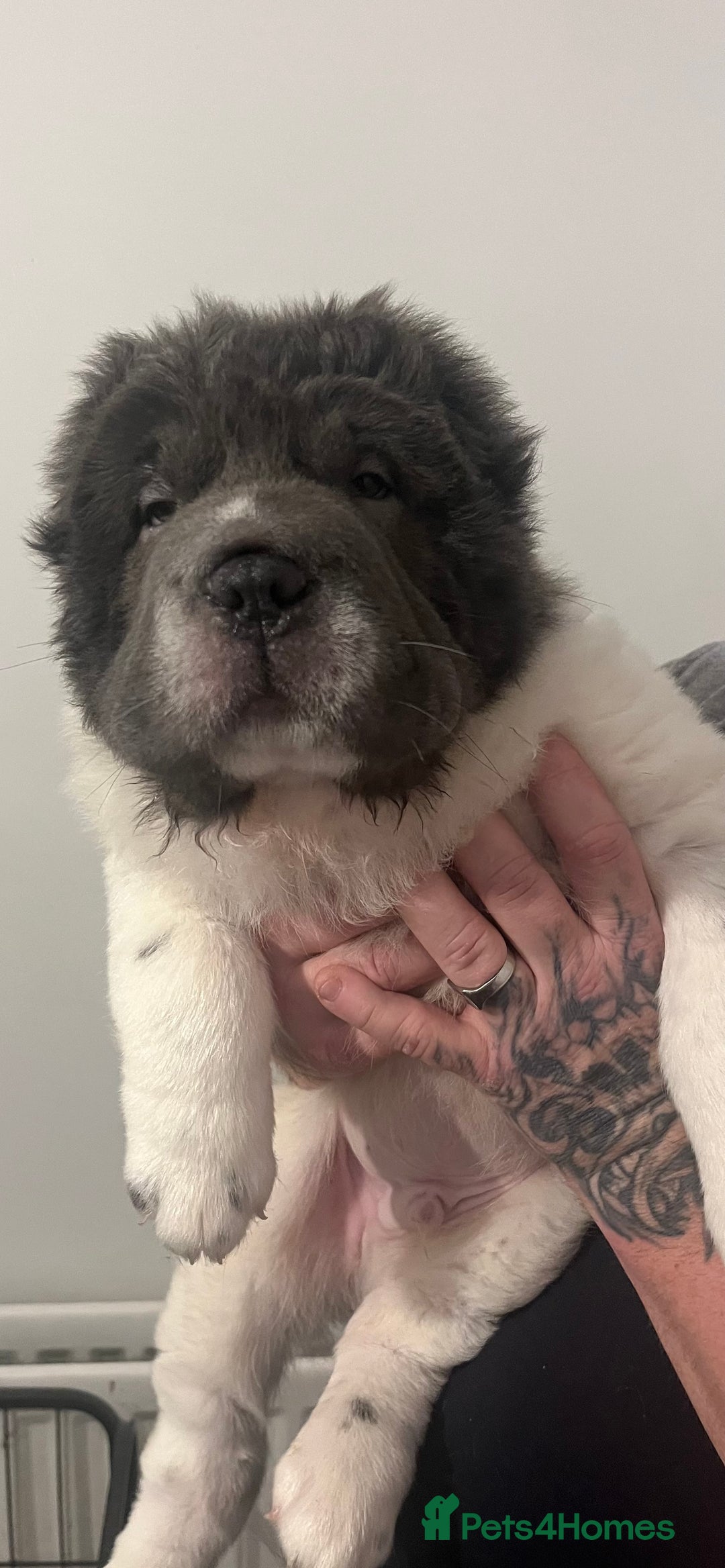 Shar Pei dogs for stud: lilac flower bear coat stud kc reg proven  in Sunderland - Image 10