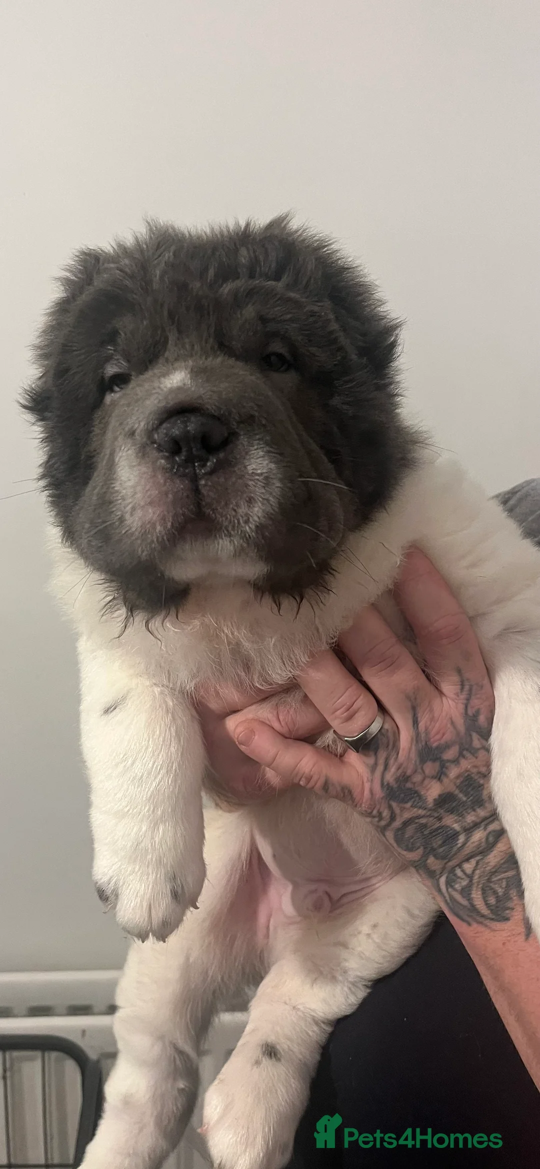 Shar Pei dogs for stud: lilac flower bear coat stud kc reg proven  in Sunderland - Advert 10