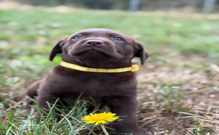 Labrador Retriever dogs - Advert 4
