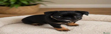 Pug 4