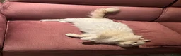 Ragdoll cats for sale: Retired GCCF Lilac Point Ragdoll Male - Advert 5