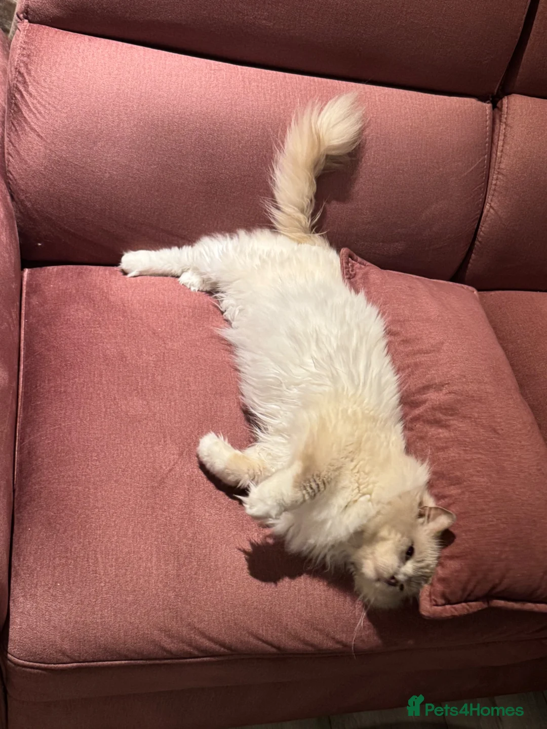Ragdoll cats for sale: Retired GCCF Lilac Point Ragdoll Male - Advert 5