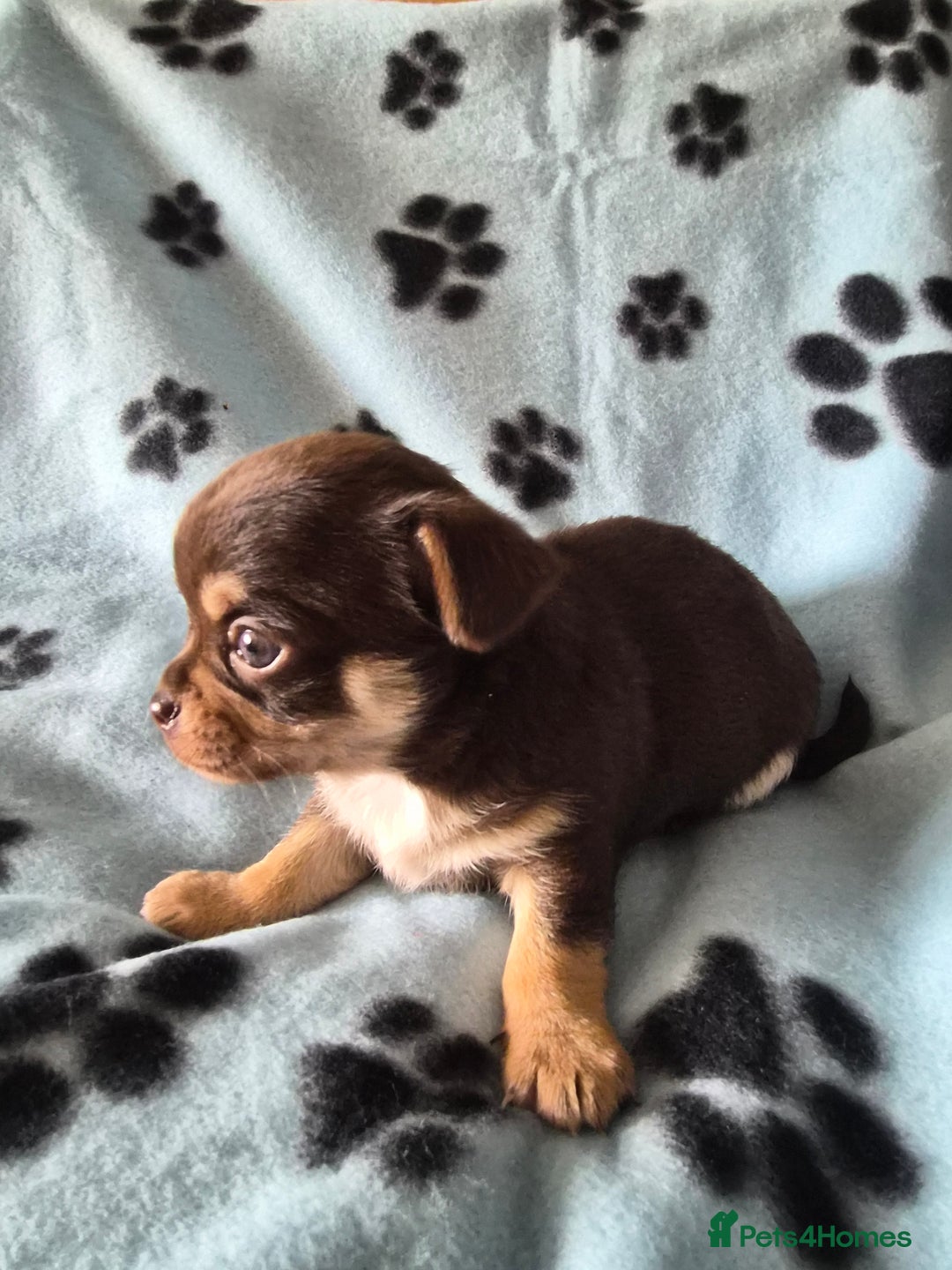 Chihuahua dogs for sale: Chihuahua puppies - Advert 3