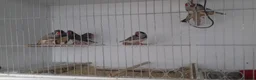 Finches birds for sale: Australian zebra finch - Advert 1