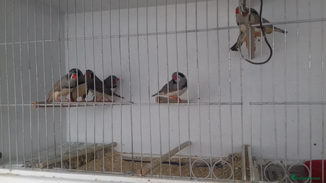 Finches birds for sale: Australian zebra finch - Advert 1