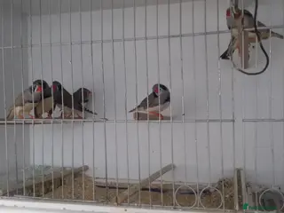 Finches birds Australian zebra finch - Advert 5