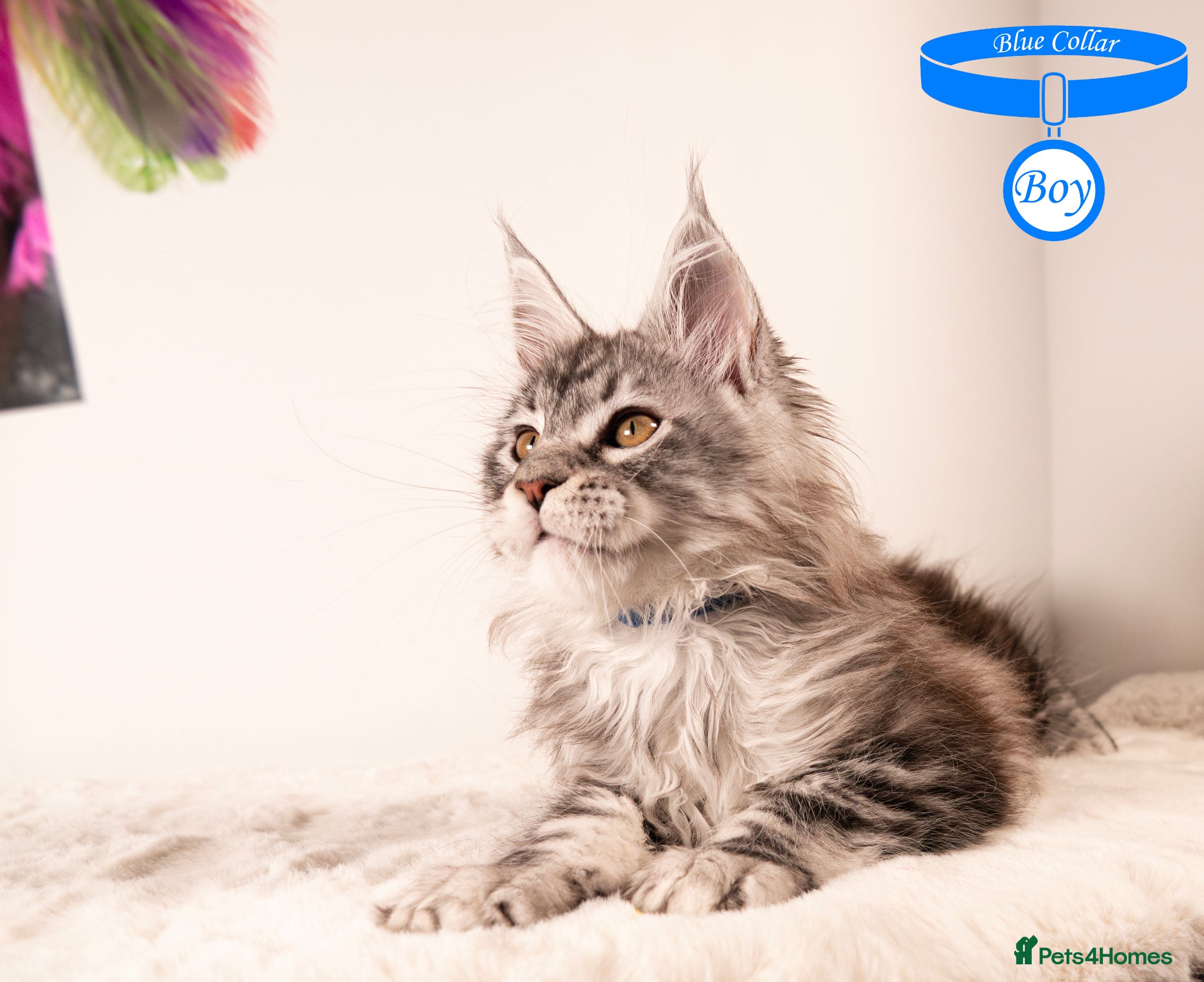Maine Coon cats XL Stunning Maine Coon / TICA /Ready - Advert 1