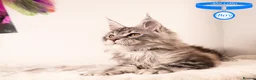 Maine Coon cats for sale: XL Stunning Maine Coon / TICA /Ready - Advert 38
