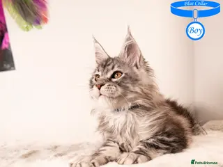 Maine Coon cats XL Stunning Maine Coon / TICA /Ready - Advert 1