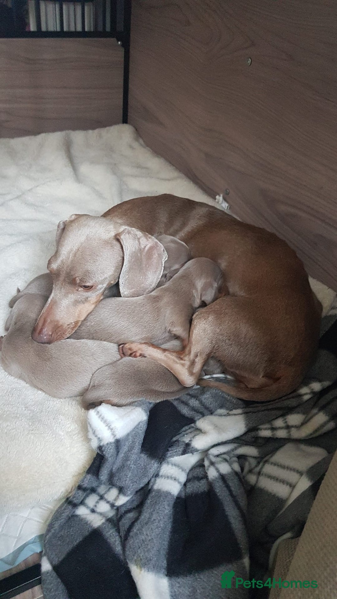 Miniature Dachshund dogs for sale: Miniature dachshund  - Advert 4