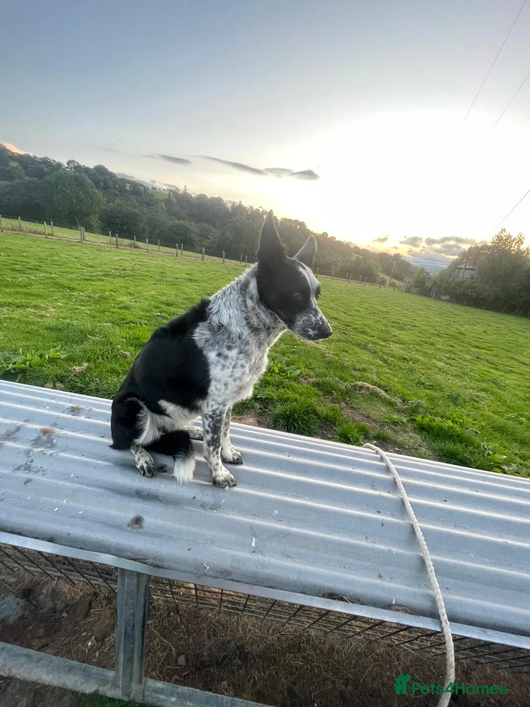 Border Collie dogs for sale: Pure Border Collie Puppies - Advert 9