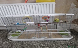 Budgerigars birds for sale: Charlie the Budgie looking for a loving home  - Image 1