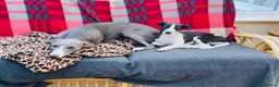 Whippet dogs for sale: Retiring blue & white whippet show girl available - Advert 4