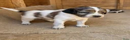 Cocker Spaniel dogs for sale: Working cocker spaniel onlt 2 left - Advert 8
