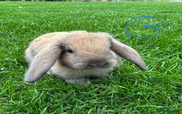 Mini Lop rabbits for sale: Mini Lop Rabbits For Sale  - Image 27