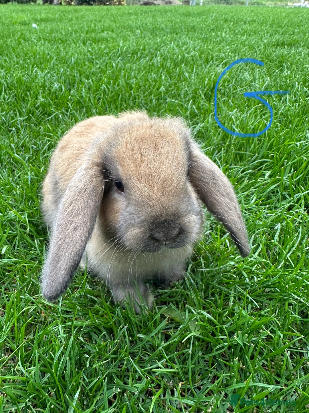 Mini Lop rabbits for sale: Mini Lop Rabbits For Sale  - Image 27