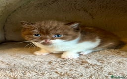 British Shorthair cats for sale: Champion lines bi colour cinnamon kittens  - Image 8