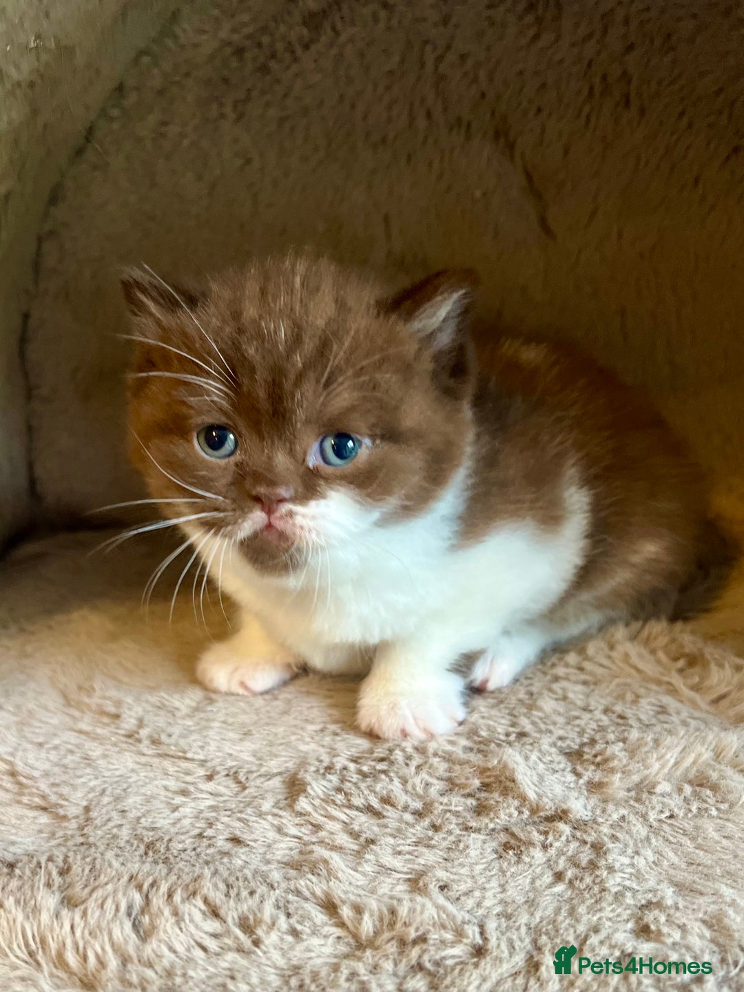 British Shorthair cats for sale: Champion lines bi colour cinnamon kittens  - Image 8