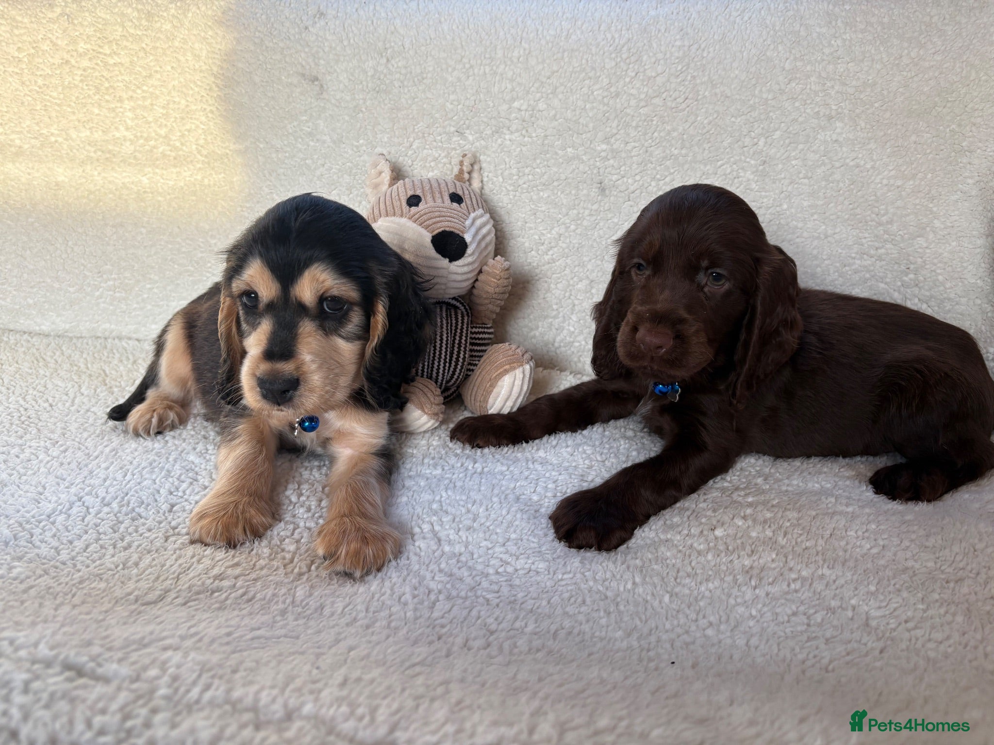 Cocker Spaniel dogs Show type cocker spaniels - Advert 17