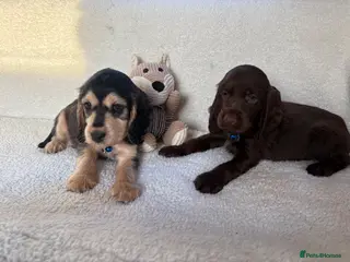 Cocker Spaniel dogs Show type cocker spaniels - Advert 16