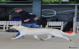 German Shepherd dogs for stud: Proven White Shepherd Dog ~ Frozen Semen Available - Image 13