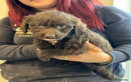 Sproodle dogs for sale: Ready now Springer cross labradoodle - Image 8