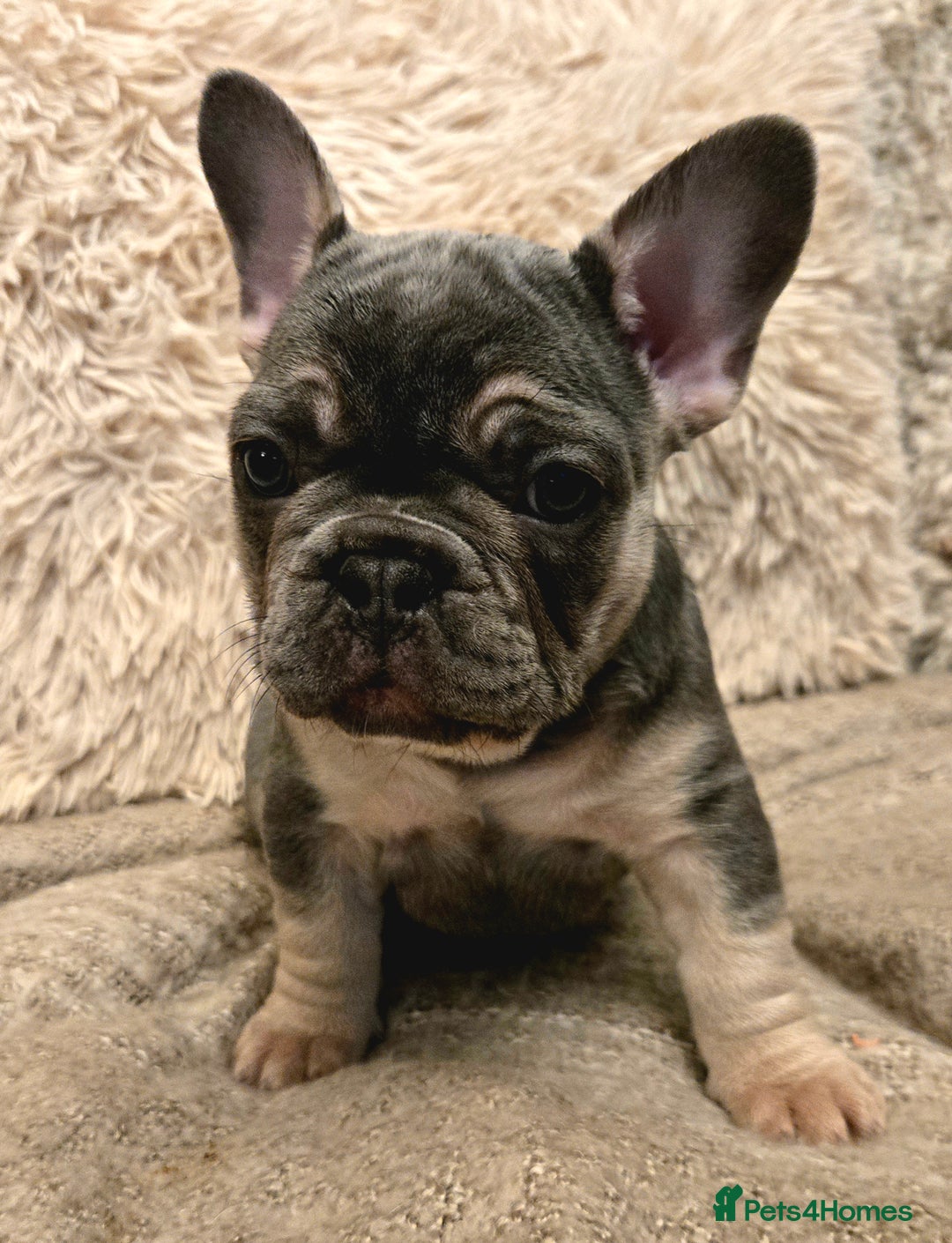 French Bulldog dogs for sale: Beautiful French Bulldog Puppies for sale - Advert 17