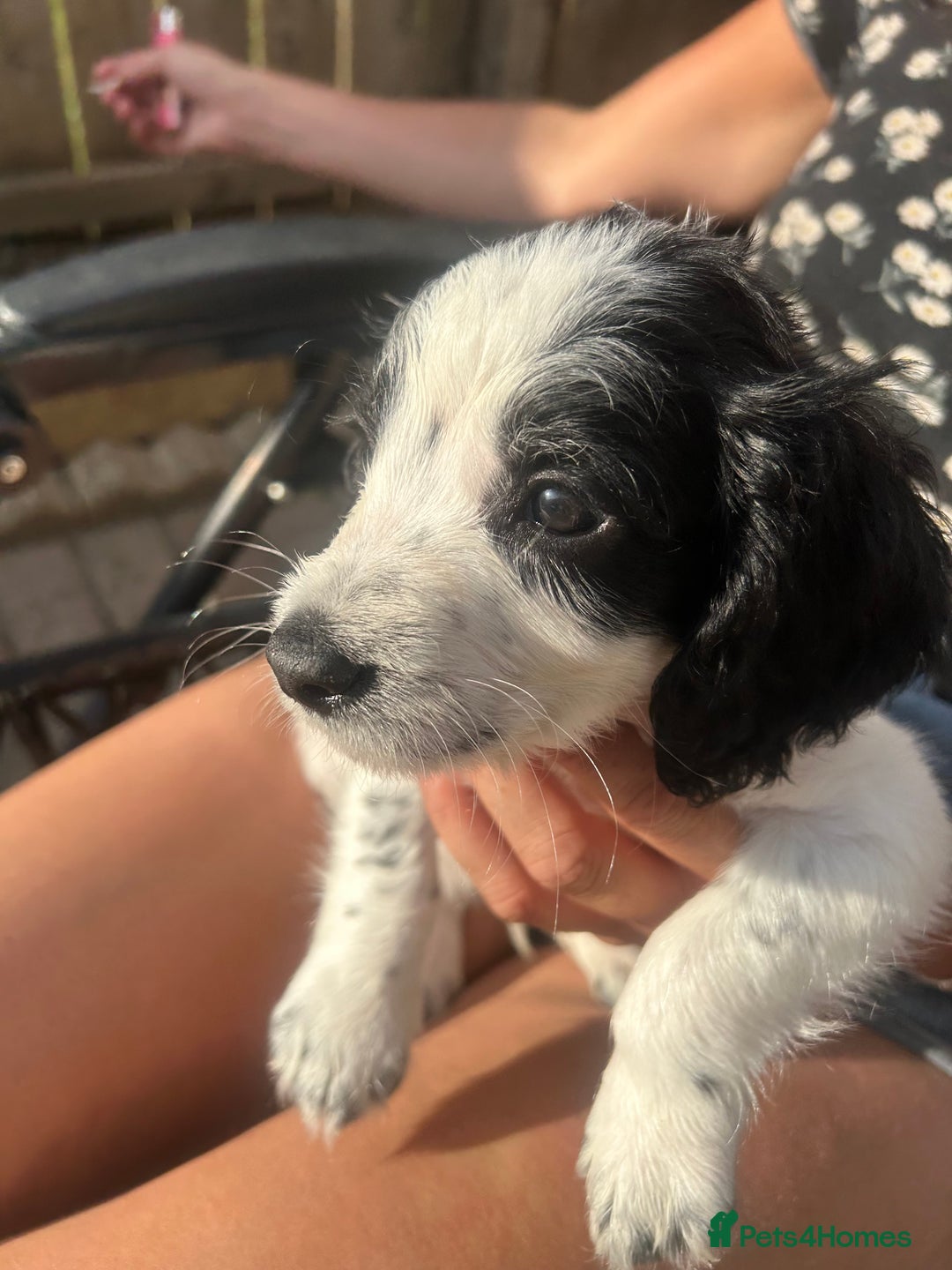 Cocker Spaniel dogs for sale: 1 beautiful cocker spaniel bony left  - Image 4