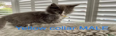 Yellow collar Maine Coon Kitten 