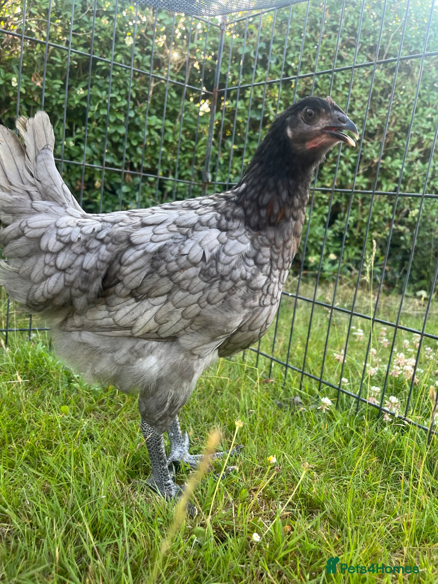 Chickens poultry Laying Hens  - Advert 11