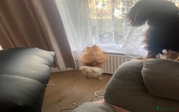 Pomeranian dogs for sale: Are you looking for your best friend? Here he is - Image 3