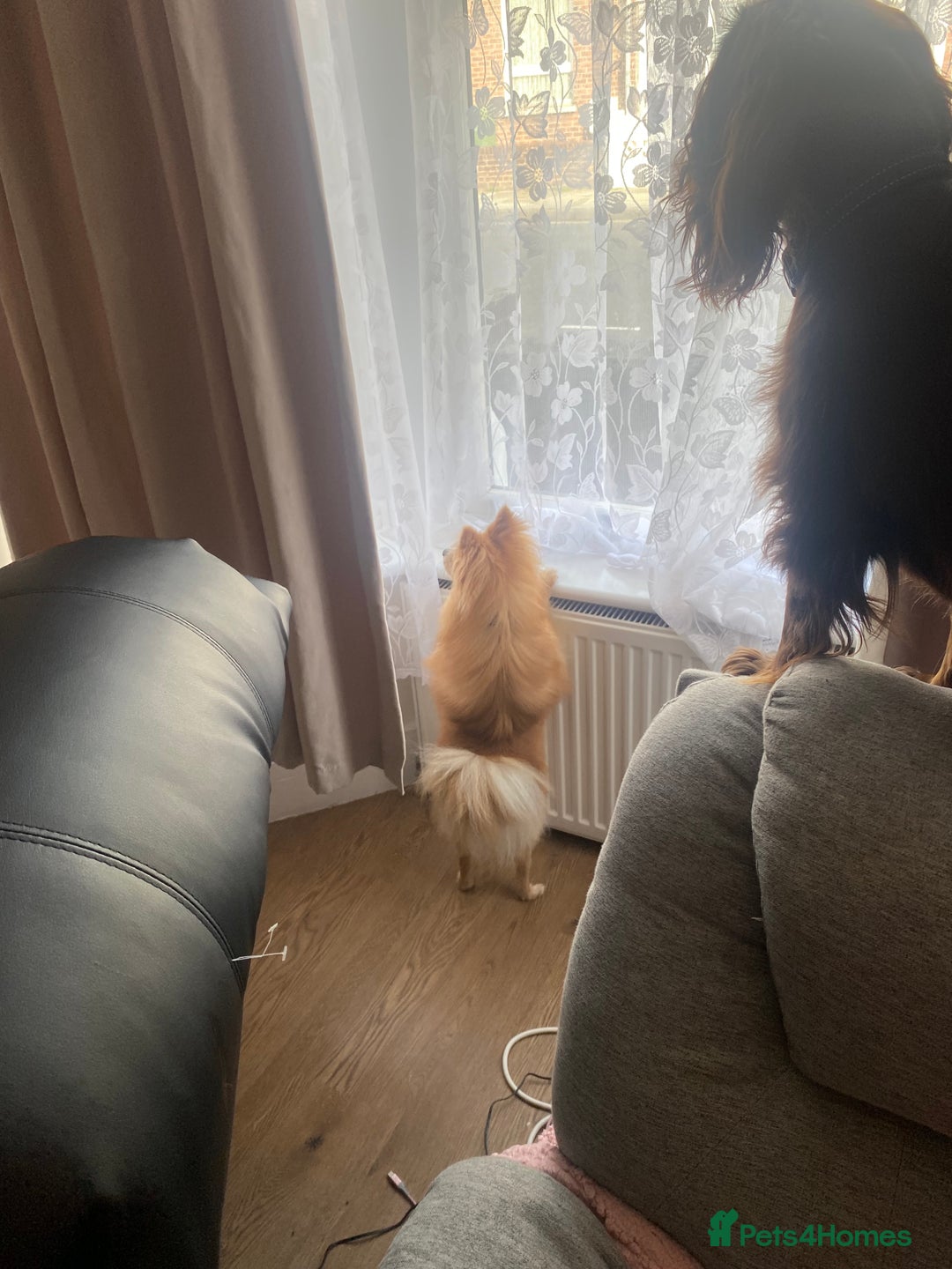 Pomeranian dogs for sale: Are you looking for your best friend? Here he is - Image 3