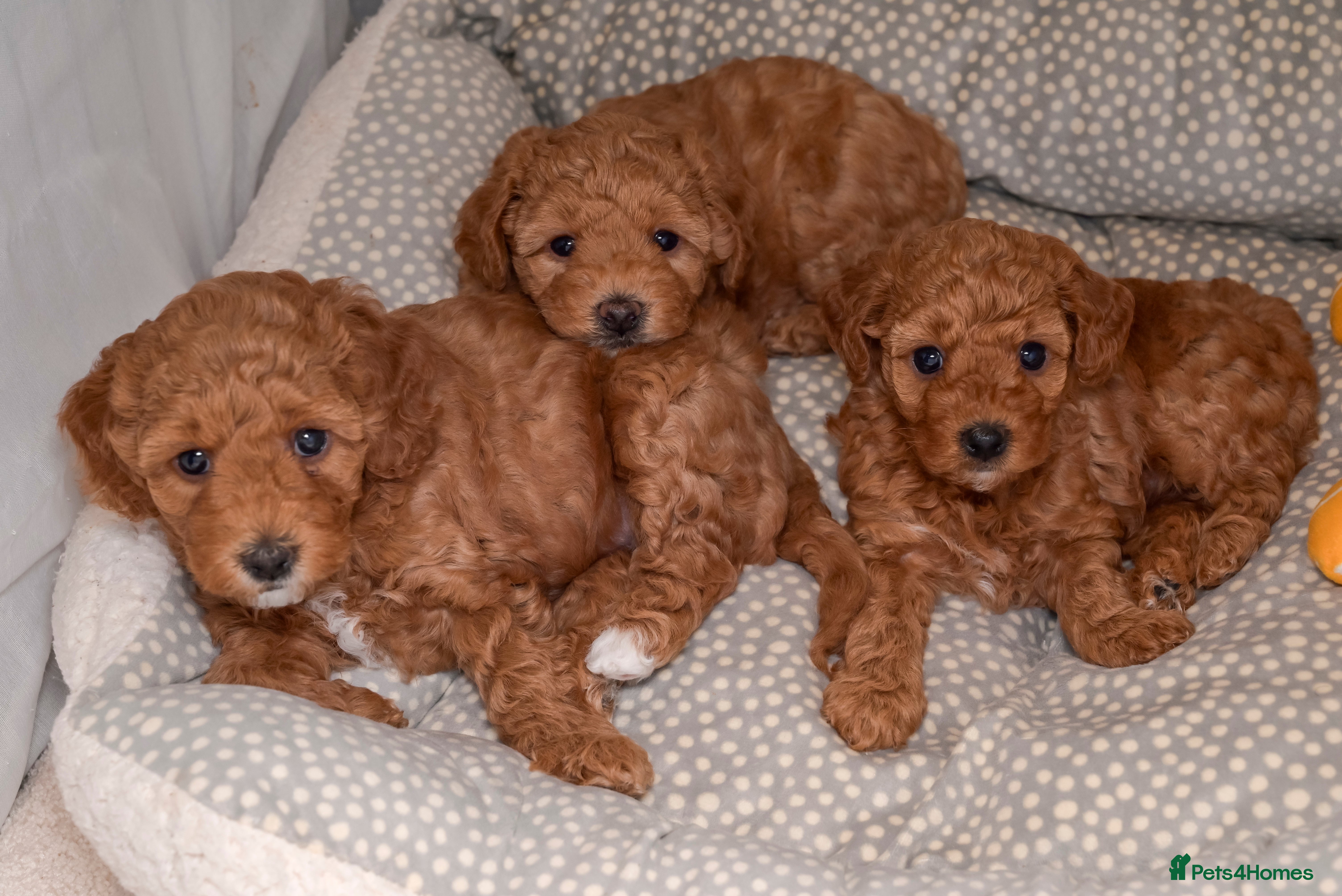 Poochon dogs Beautiful Red Poochon Puppies – Family Home Raised - Advert 1