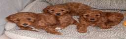 Poochon dogs for sale: Beautiful Red Poochon Puppies – Family Home Raised - Advert 1