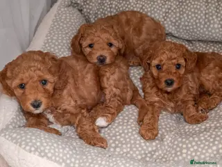 Poochon dogs Beautiful Red Poochon Puppies – Family Home Raised - Advert 10