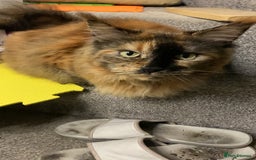 Maine Coon cats for sale: A Loving Maine Coon Girl Seeking Her Forever Home - Image 8