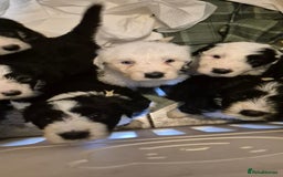 Mixed Breed dogs for sale: Old English Sheepdog puppies  OES X Golden Oldie - Image 21