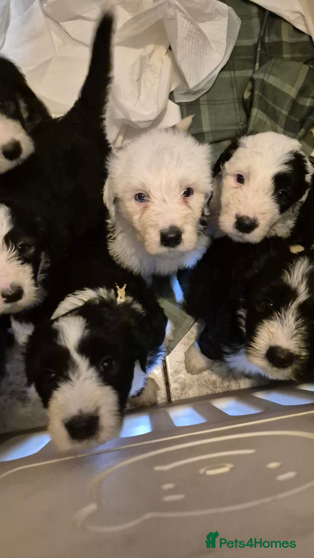 Mixed Breed dogs for sale: Old English Sheepdog puppies  OES X Golden Oldie - Image 21
