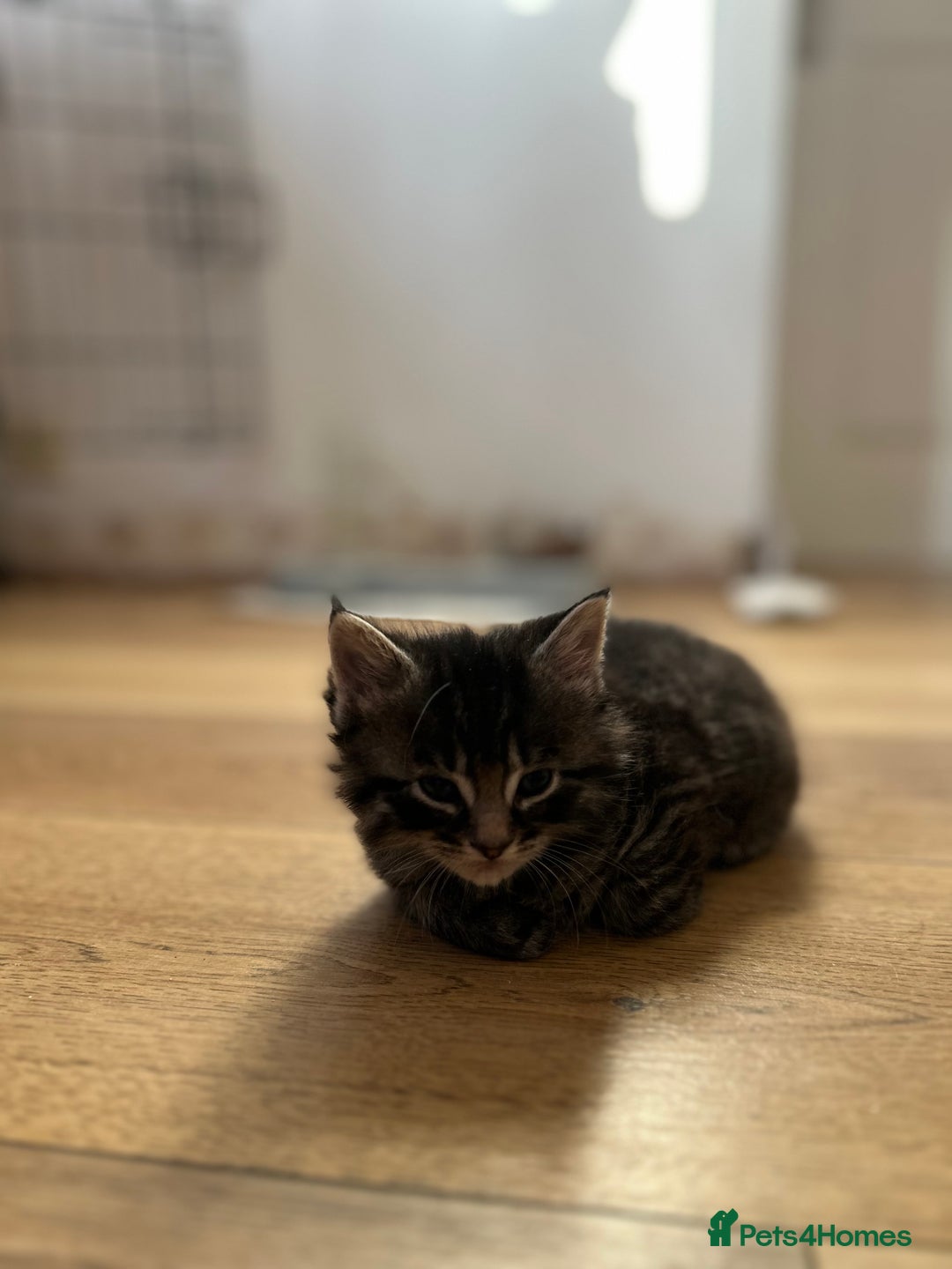 Ragcoon cats for sale: Ragcoons!  in Shepton Mallet - Image 17