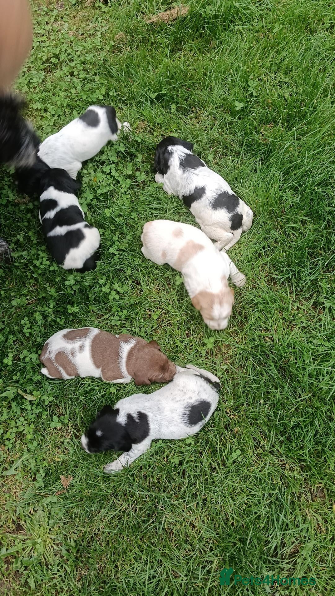 Mixed Breed dogs Fen-Spaniel litter for sale  - Advert 1