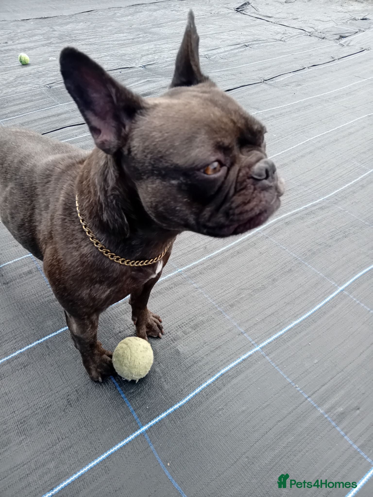 French Bulldog dogs Lola needs a new home - Advert 1