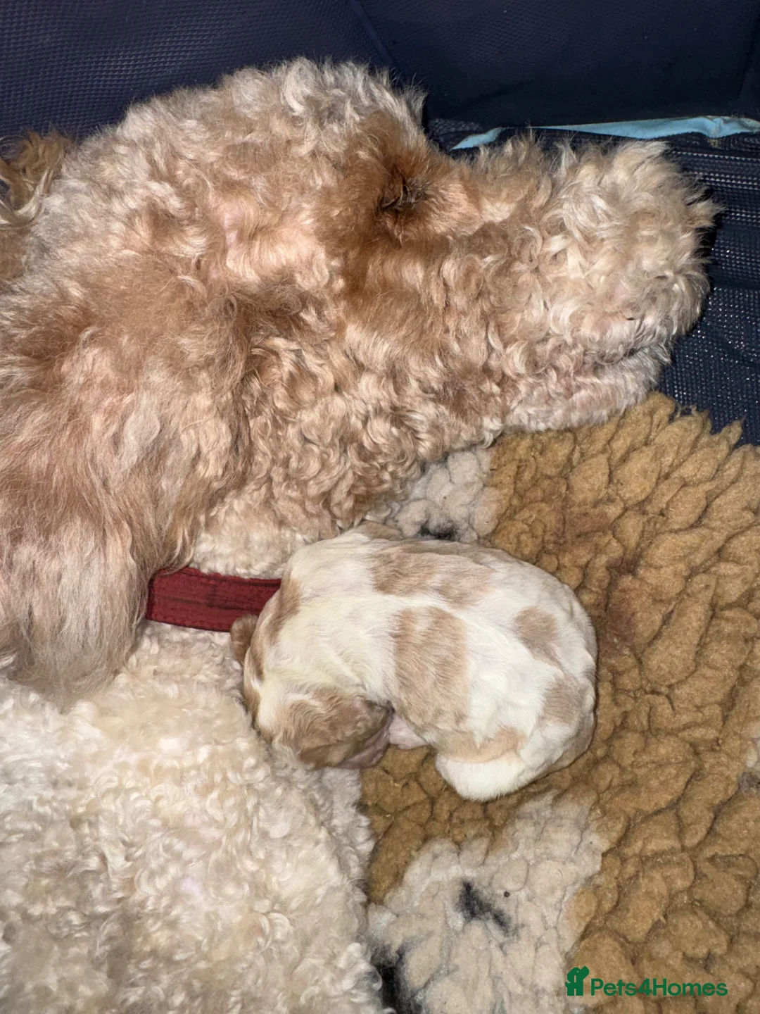 Cockapoo dogs for sale: Unique DNA Tested F1 Parti Cockapoos - Large size - Advert 8