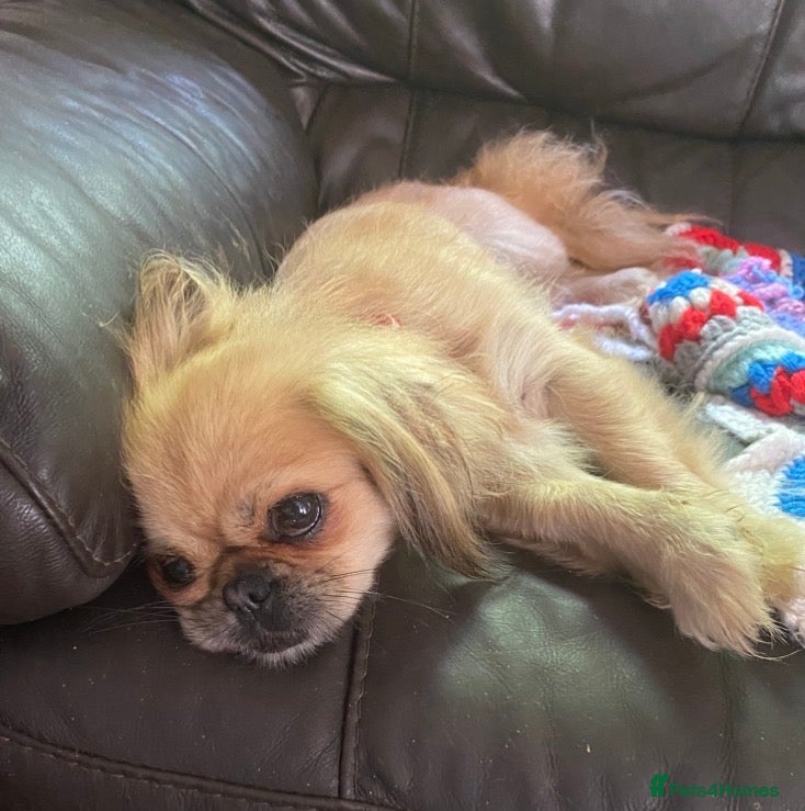 Pekingese dogs Beautiful Pekinese girl 5 years old  - Advert 14