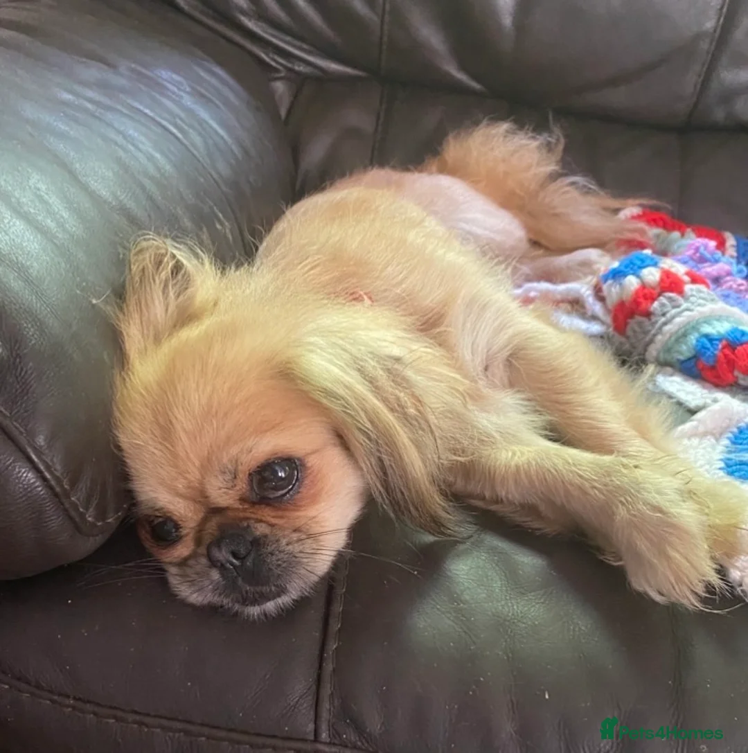 Pekingese dogs for sale: Beautiful Pekinese girl 5 years old  - Advert 1