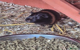 Guinea Pig rodents for sale: baby guinea pigs - Image 3