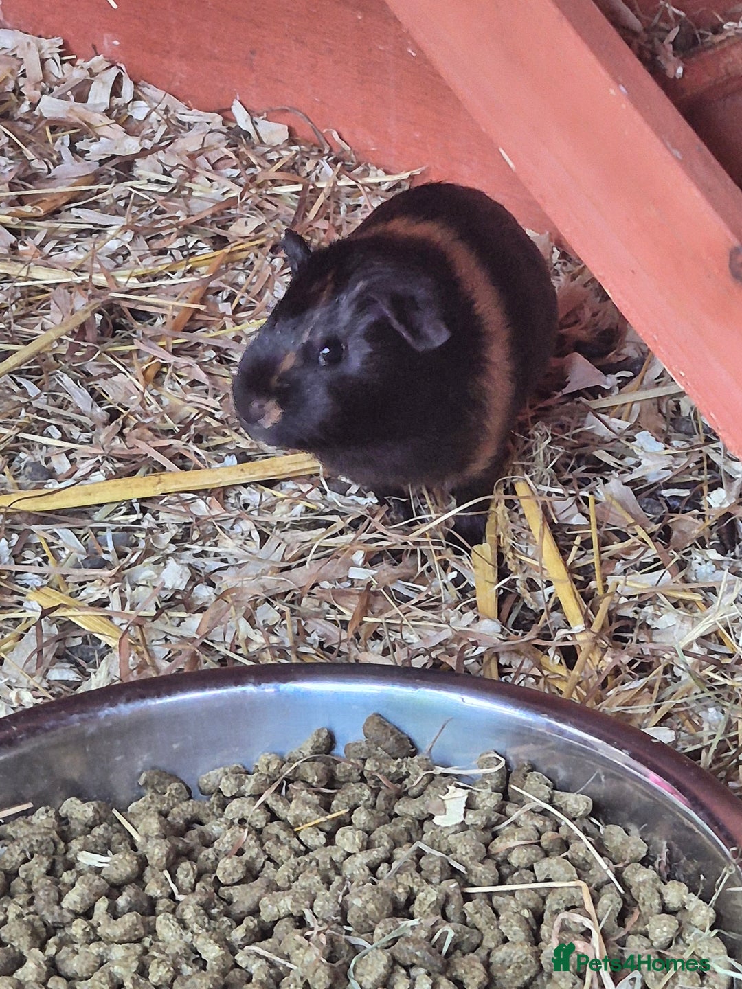 Guinea Pig rodents for sale: baby guinea pigs - Image 3