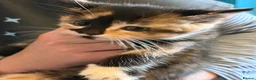Mixed Breed cats for sale: Half Siberians  - Advert 5