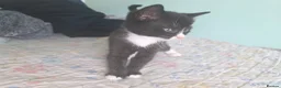 Mixed Breed cats for sale: we are looking for a home,  - Advert 14