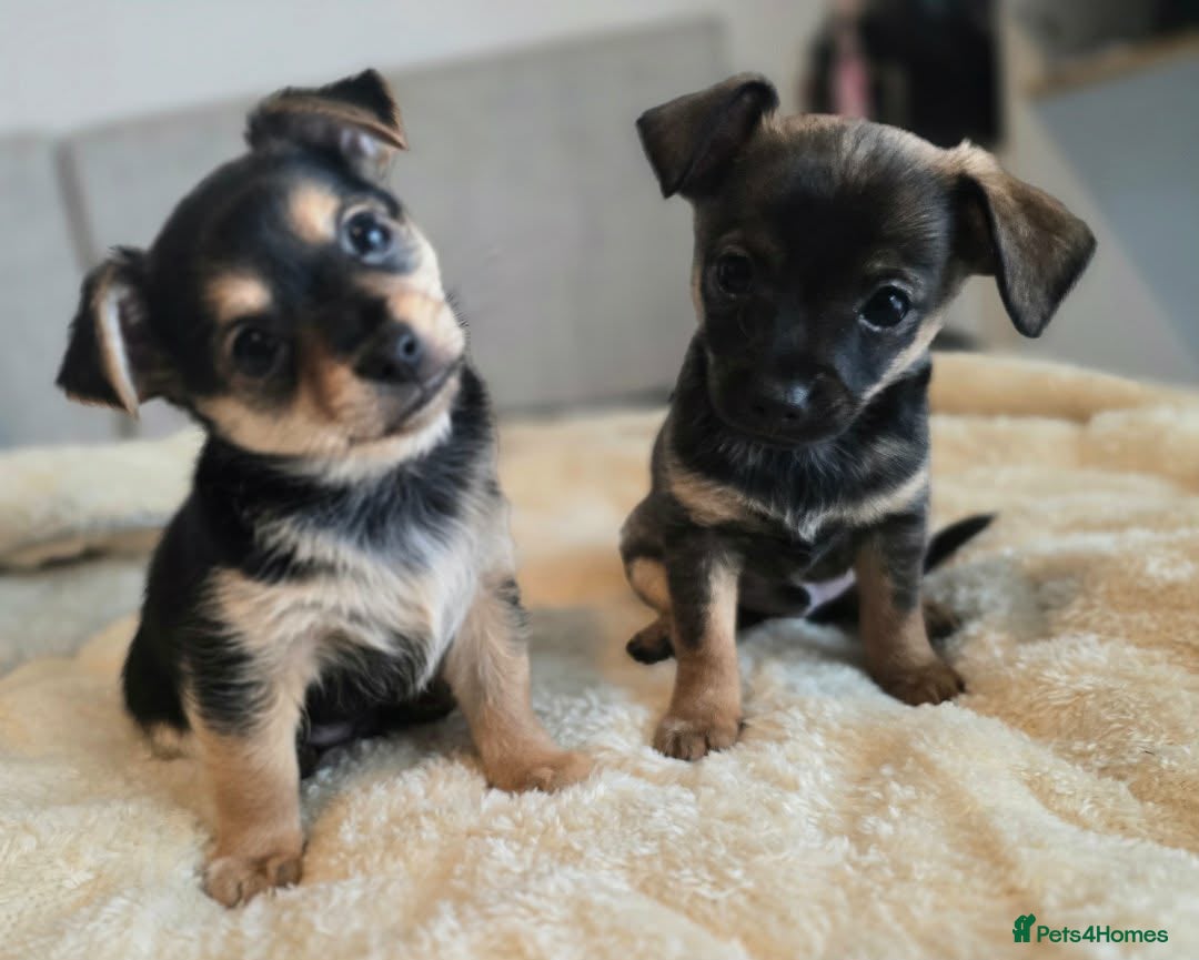 Mixed Breed dogs for sale: Adorable Chihuahua x Prague Ratter Puppies - Advert 1