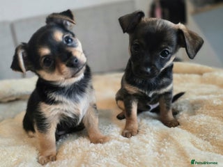 Mixed Breed dogs Adorable Chihuahua x Prague Ratter Puppies - Advert 1